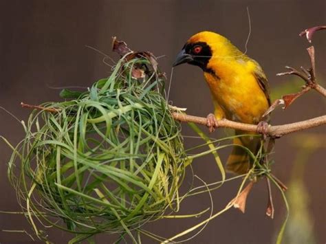 小鳥築巢意思|【鳥築巢吉兆】迎祥納瑞：野鳥築巢，居家風水好兆頭！